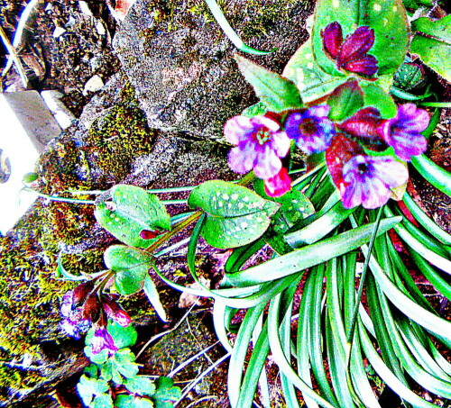 geflecktes-lungenkraut-pulmonaria-officinalis-l-29615.jpeg