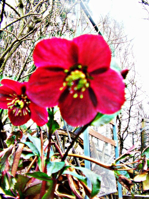 Eine Züctung einer Orientalischen Schnee- bzw. Christrose mit roten Blüten.
Bilder aus dem Internet zu jener Art:
https://www.bing.com/search?pc=CBHS&ptag=N6153D032223A9DFA1A1FF2&form=CONBDF&conlogo=CT3210127&q=helleborus+orientalis+red+lady

Aufnameort: Eiershausen Garten
Kamera: Canon EOS 1300D