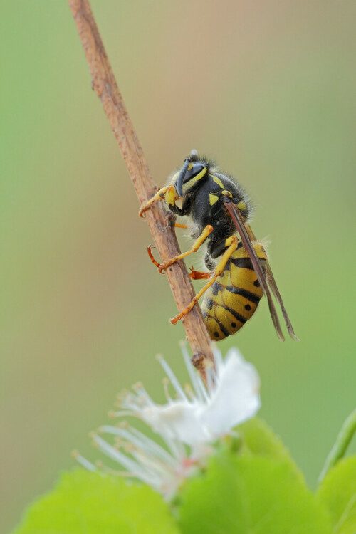 Deutsche Wespe, Vespula germanica

Aufnahmeort: Odenwald
Kamera: Canon EOS 60D

© Alle von mir veröffentlichten Bilder unterliegen dem Urheberrecht und dürfen ohne meine schriftliche Genehmigung nicht verwendet werden.