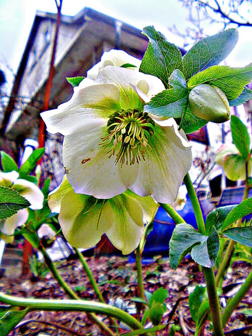 schnee-bzw-christrose-helleborus-nige-l-29617.jpeg