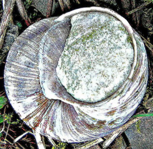 Eine Schneckenart, die hier noch ihre Überdauerungsform des Winters zeigt.
https://de.wikipedia.org/wiki/Weinbergschnecke

Aufnameort: Garten Eiershausen
Kamera: Canon EOS 1300D