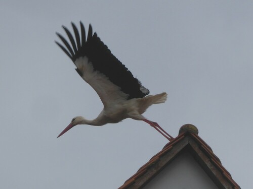 Freddy beim Abflug zur Futtersuche. Anny brütet solange!

Aufnameort: Gögglingen
Kamera: Panasonic Lumix TZ 71