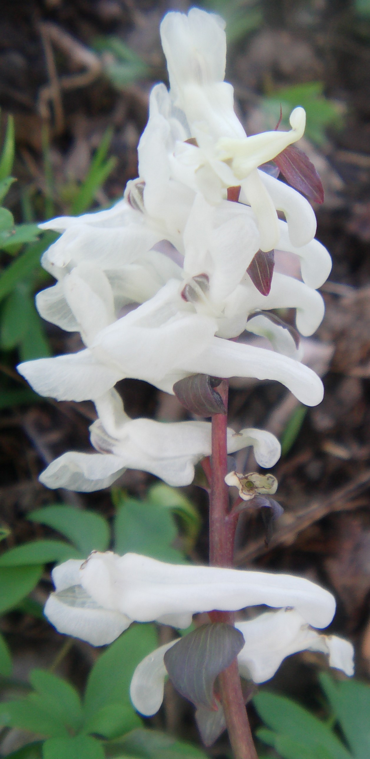 Der Hohle Lerchensporn gehört zur Familie der Mohngewächse(Papaveraceae).
Die Pflanze selbst ist schwach; ihr Rhizom stark giftig.
https://de.wikipedia.org/wiki/Hohler_Lerchensporn

Aufnameort: Eiershausen nördlich der "Gisse"
Kamera: Medion Camcorder