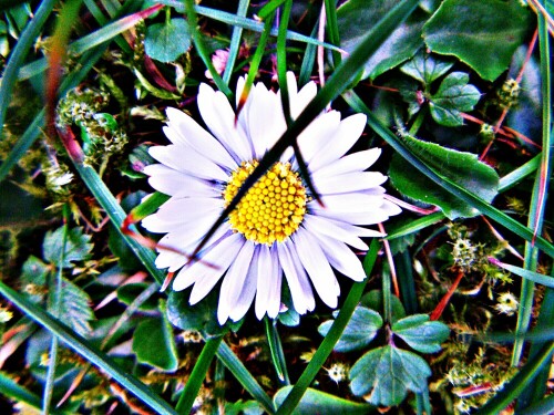 ganseblumchen-bellis-perennis-l-in-einer-wiese-29648.jpeg