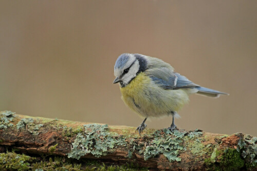 Blaumeise

Aufnameort: Odenwald
Kamera: Canon EOS 7D