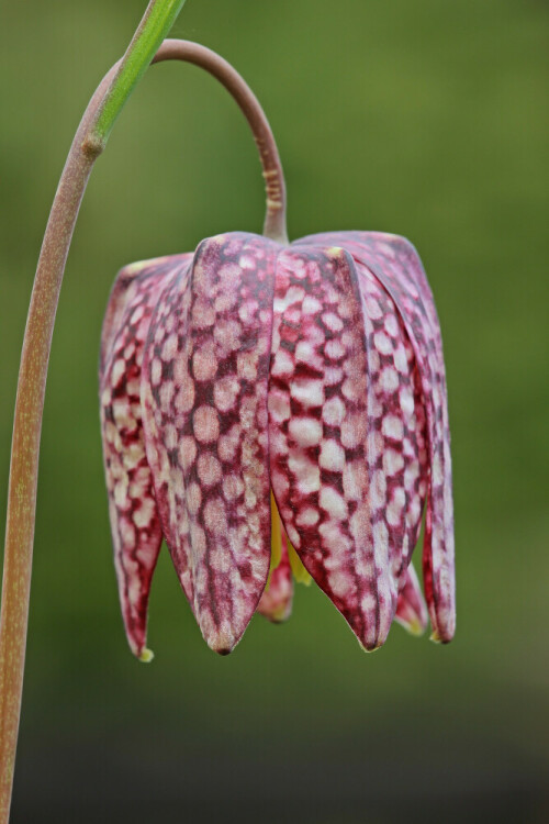 Schachbrettblume

Aufnameort: Sinntal
Kamera: Canon EOS 60D