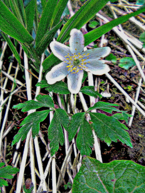 Auch das Buschwindröschen gehört zu den Frühblühern im Jahr.
Es gehört zu den Hahnenfußgewächsen(Ranunculaceae).
https://de.wikipedia.org/wiki/Buschwindröschen

Aufnameort: Eibelshausen nördöstlich des Lohmühlenweihers
Kamera: Medion Camcorder