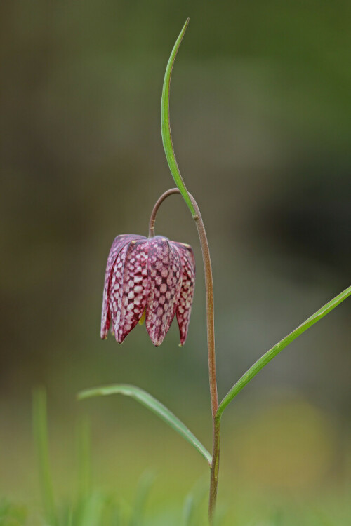 Schachbrettblume, Fritillaria meleagris



Aufnameort: Sinntal
Kamera: Canon EOD 60D