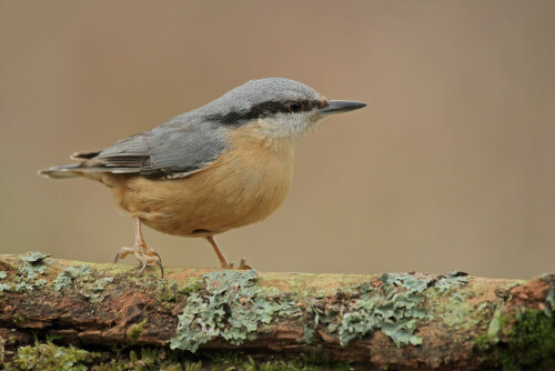 Kleiber

Aufnameort: Odenwald
Kamera: Canon EOS 7D