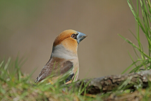 Kernbeißer, Coccothraustes coccothraustes



Aufnameort: Odenwald
Kamera: Canon EOS 7D