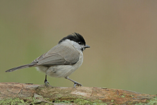 Sumpfmeise

Aufnameort: Odenwald
Kamera: Canon EOS 7D