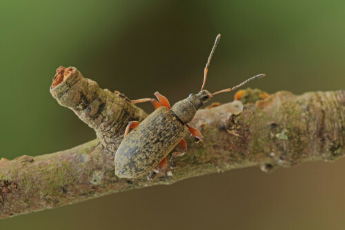 Grünrüssler, Phyllobius calcaratus


Aufnameort: Odenwald
Kamera: Canon EOS 60D