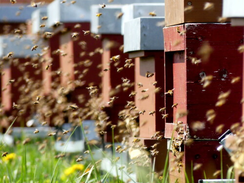 triesdorf-pomoretum-bienenflug-29688.jpeg