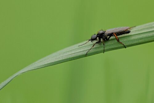 Johannis-Haarmücke

Aufnameort: Odenwald
Kamera: Canon EOS 60D