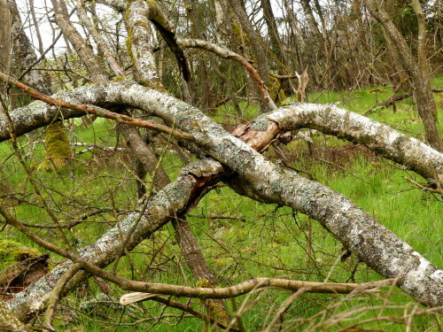 das-x-im-wald-29730.jpeg