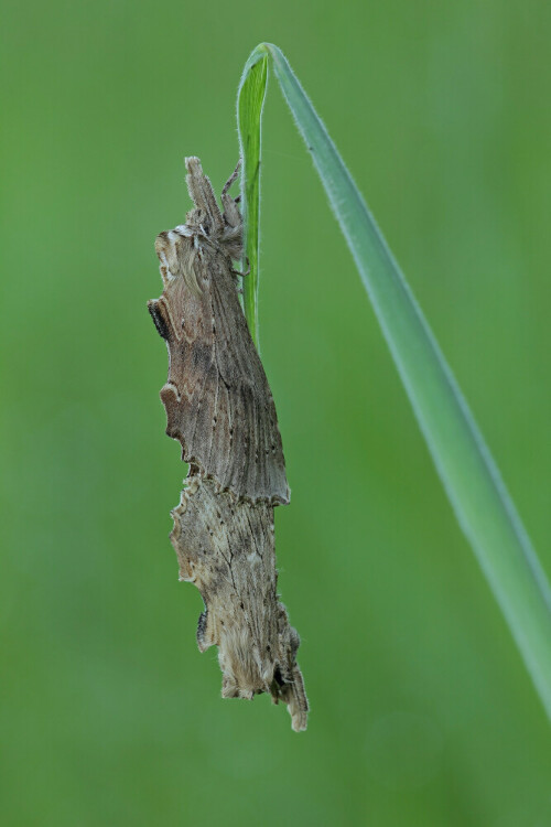 Paarung der Palpen-Zahnspinner


Aufnameort: Odenwald
Kamera: Canon EOS 60D