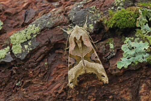 Achateule an einem alten Ast


Aufnameort: Odenwald
Kamera: Canon EOS 60D