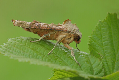 Achateule, Phlogophora meticulosa

Aufnameort: Odenwald
Kamera: Canon EOS 60D