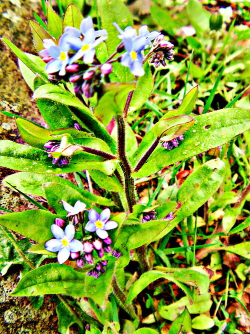 buntes-vergissmeinnicht-myosotis-discolor-pers-29704.jpeg