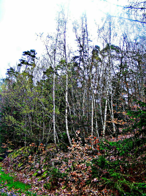 geholz-von-jungen-hange-birken-29713.jpeg