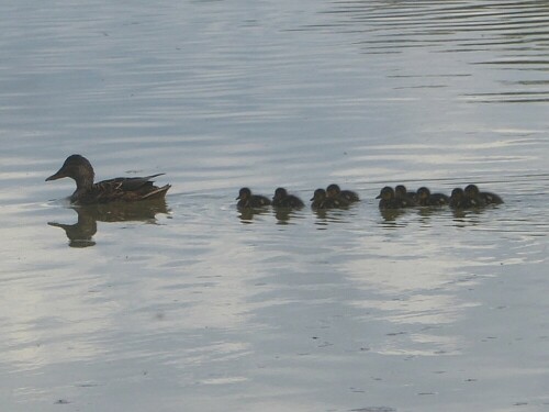 Stockente mit 9-maligem Nachwuchs. Toll gemacht!

Aufnameort: Donau bei Günzburg
Kamera: Pansonic Lumix TZ 71