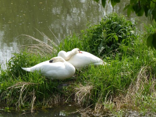 Auch die Schwäne machen einen Mittagsschlaf

Aufnameort: Donau bei Erbach
Kamera: Pansonic Lumix TZ 71