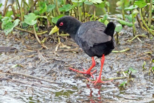 

Aufnameort: tansania ngorongoro
