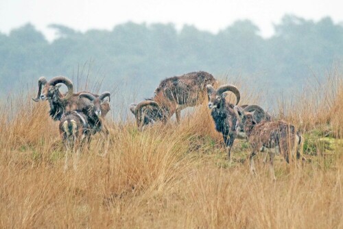 

Aufnameort: nl hoge veluwe np
