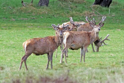 

Aufnameort: nl hoge veluwe np
