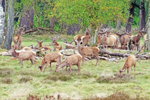 

Aufnameort: nl hoge veluwe np
