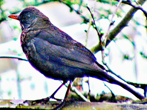 weibliche-amsel-turdus-merula-l-1758-29758.jpeg