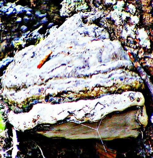 Der Zunderschwamm gehört zur Familie der Stielporlingsverwandten(Polyporaceae).
Er gilt als Schwächeparasit bei buche wie Birke.
https://de.wikipedia.org/wiki/Zunderschwamm

Aufnameort: Eiershausen Hirschbergwald
Kamera: Medion Camcorder