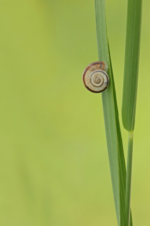 Gemeine Heideschnecke (Helicella itala)

Aufnahmeort: Hessische Bergstraße
Kamera: Canon EOS 60D

© Alle von mir veröffentlichten Bilder unterliegen dem Urheberrecht und dürfen ohne meine schriftliche Genehmigung nicht verwendet werden.