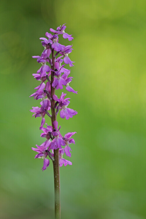 Männliches Knabenkraut, Orchis mascula


Aufnahmeort: Odenwald
Kamera: Canon EOS 60D

© Alle von mir veröffentlichten Bilder unterliegen dem Urheberrecht und dürfen ohne meine schriftliche Genehmigung nicht verwendet werden.