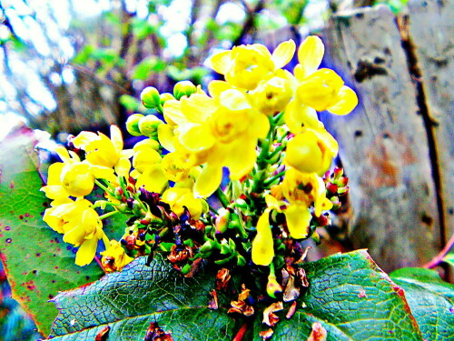 Die Gewöhnliche Mahonie gehört zur Familie der Berberitzengewächse
(Berberidaceae).
https://de.wikipedia.org/wiki/Mahonien

Aufnameort: Eiershausen Gartenzaun
Kamera: Medion Camcorder