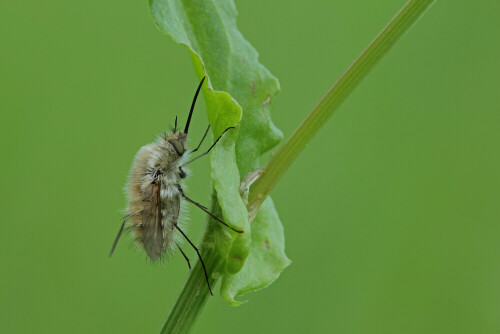 Kleiner Wollschweber


Aufnameort: Odenwald
Kamera: Canon EOS 60D