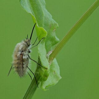 kleiner-wollschweber-29775