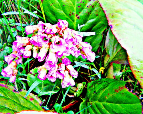 Die Herzblättrige Bergenie gehört zur Familie der Steinbrechgewächsen
(Saxifragaceae).
https://de.wikipedia.org/wiki/Bergenien

Aufnameort: Eiershausen Garten
Kamera: Medion Camcorder