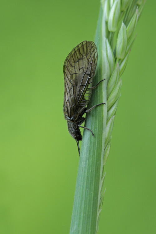 Schlammfliege


Aufnameort: Odenwald
Kamera: Canon EOS 60D