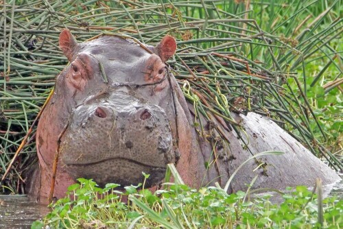 

Aufnameort: tansania ngorongoro
