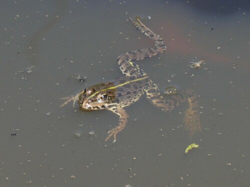 In einem kleinen Privatteich fühlt sich der Frosch wohl.

Aufnameort: Ersingen
Kamera: Panasonic DZ TZ96D