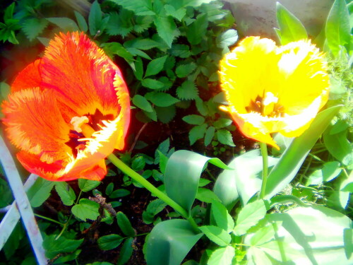 Tulpen gehören zur Familie der Liliengewächsen(Liliaceae).
https://de.wikipedia.org/wiki/Tulpen

Aufnameort: Eiershausen Garten
Kamera: Medion Camcorder