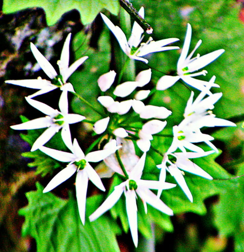 Der Dolden-Milchstern ist eine Pflanzenart der Milchsterne und gehört zur Familie der Spargelgewächsen(Asparagaceae).
https://de.wikipedia.org/wiki/Dolden-Milchstern

Aufnameort: Eiershausen Garten
Kamera: Medion Camcorder