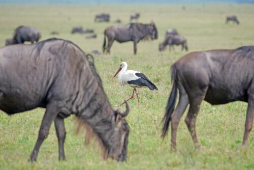 

Aufnameort: tansania ngorongoro
