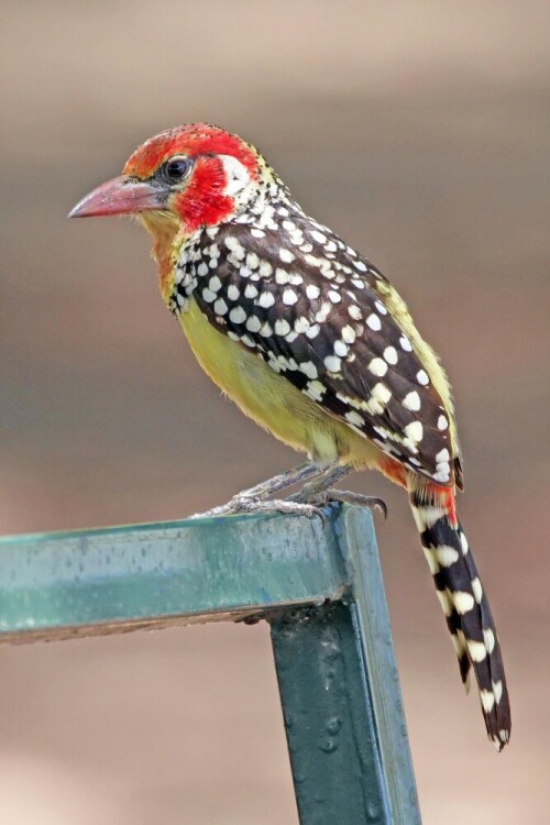 

Aufnameort: tansania tarangire np
