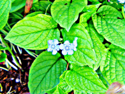 Das Frühlings-Nabelnüsschen gehört zur Familie der Raublattgewächsen(Boraginaceae).
https://de.wikipedia.org/wiki/Fr%C3%BChlings-Nabeln%C3%BCsschen

Aufnameort: Eiershausen Garten
Kamera: Medion Camcorder