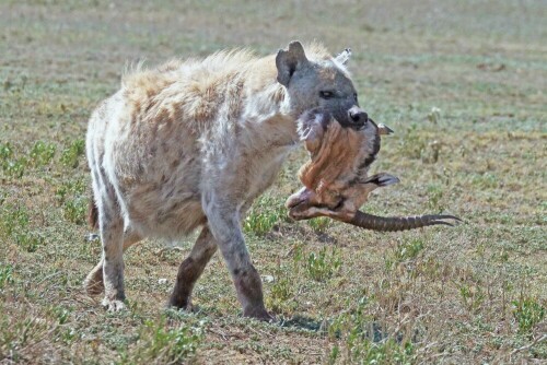 

Aufnameort: tansania serengeti
