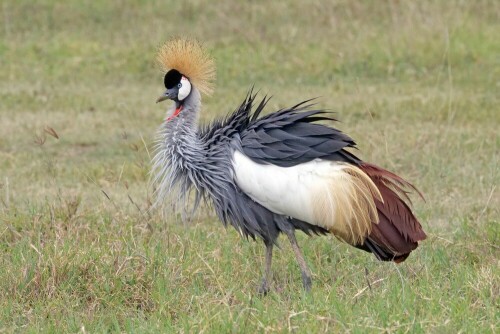 

Aufnameort: tansania ngorongoro
