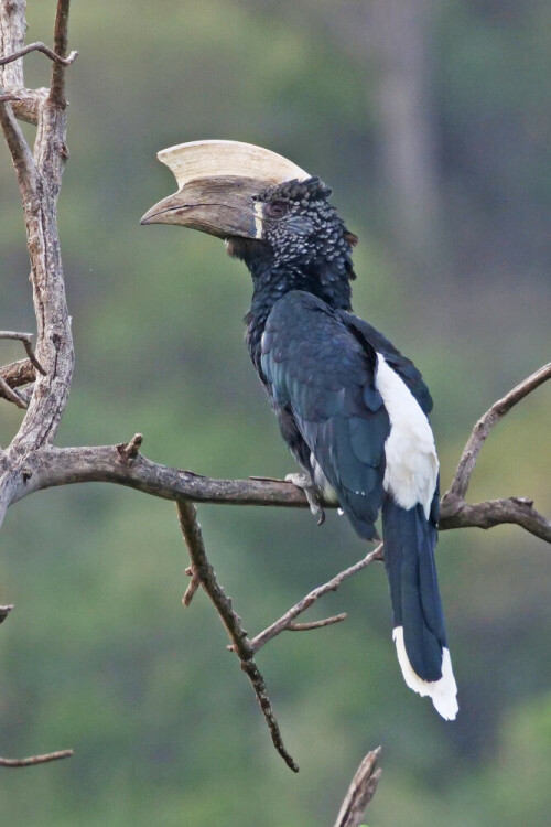 

Aufnameort: tansania lake manyara
