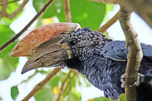 

Aufnameort: tansania lake manyara
